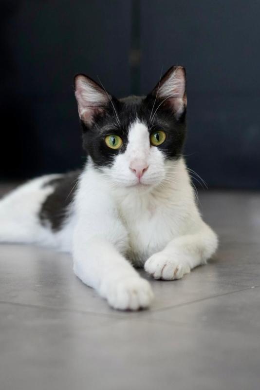 Sylvester
