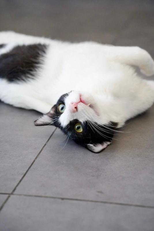 Sylvester