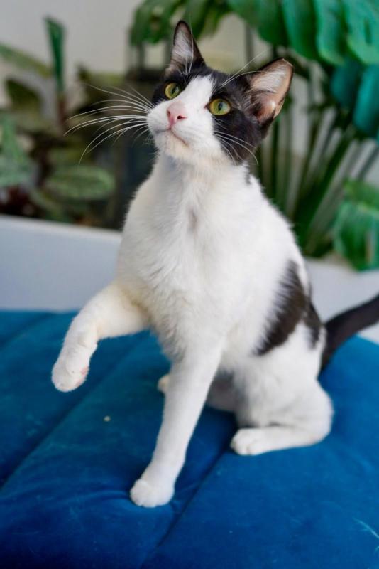 Sylvester