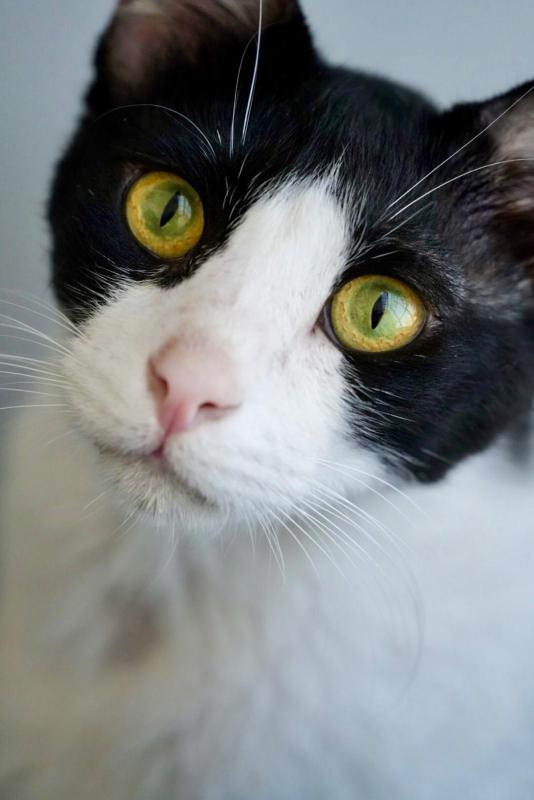 Sylvester