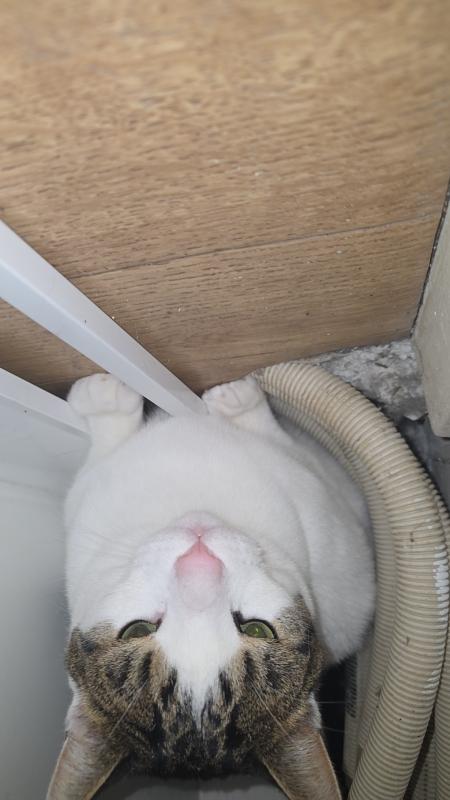 Max