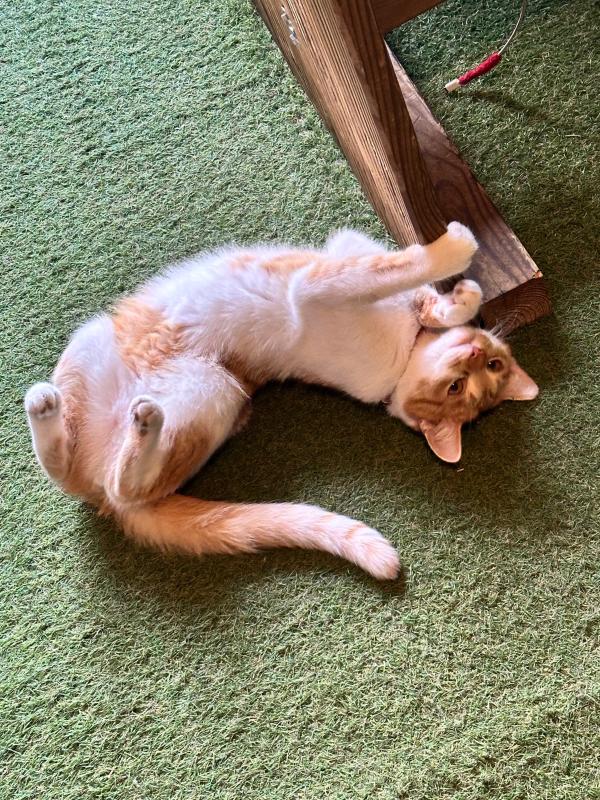 Nala