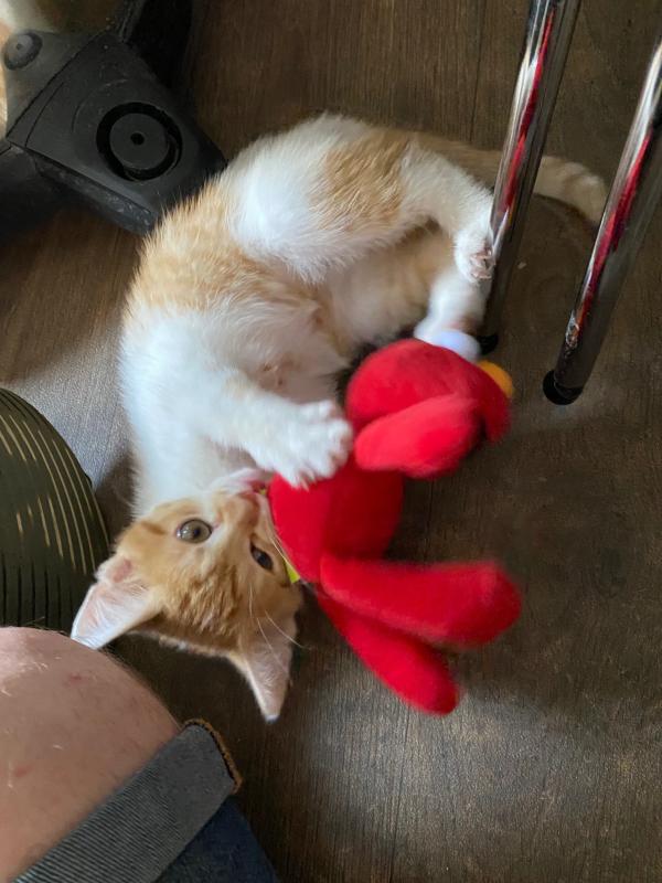 Nala