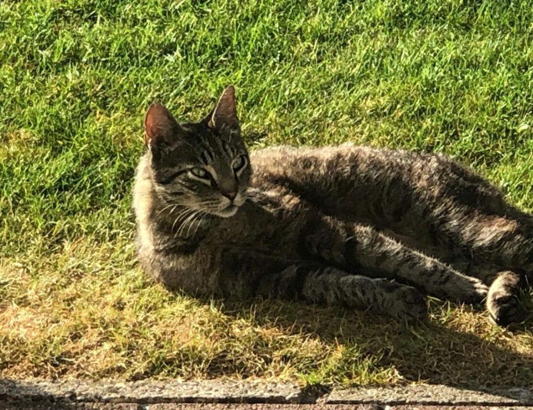 Tijger