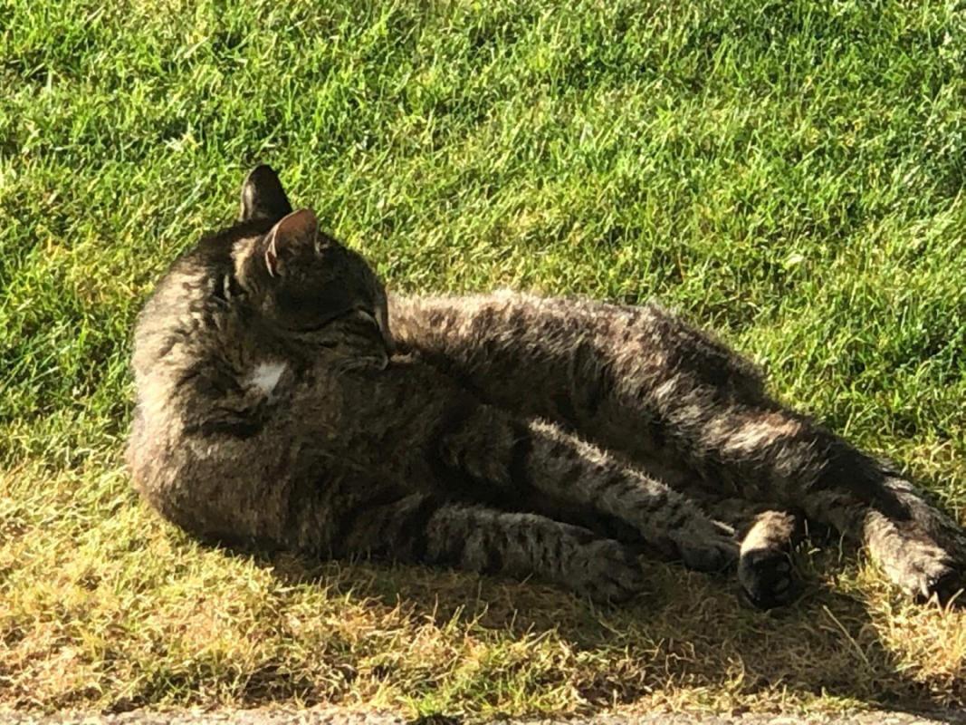 Tijger