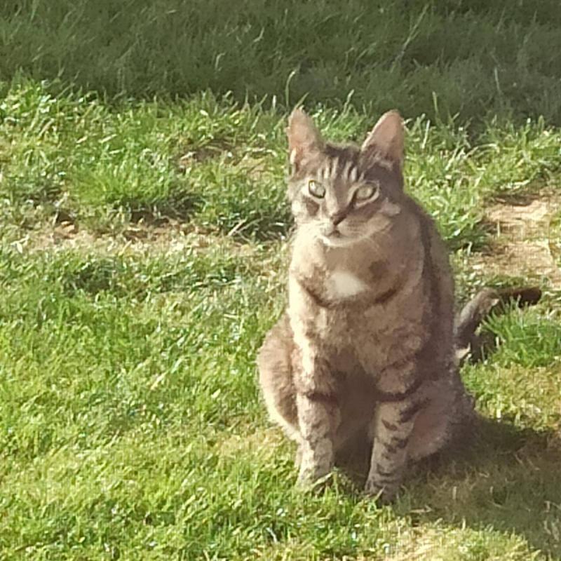 Tijger