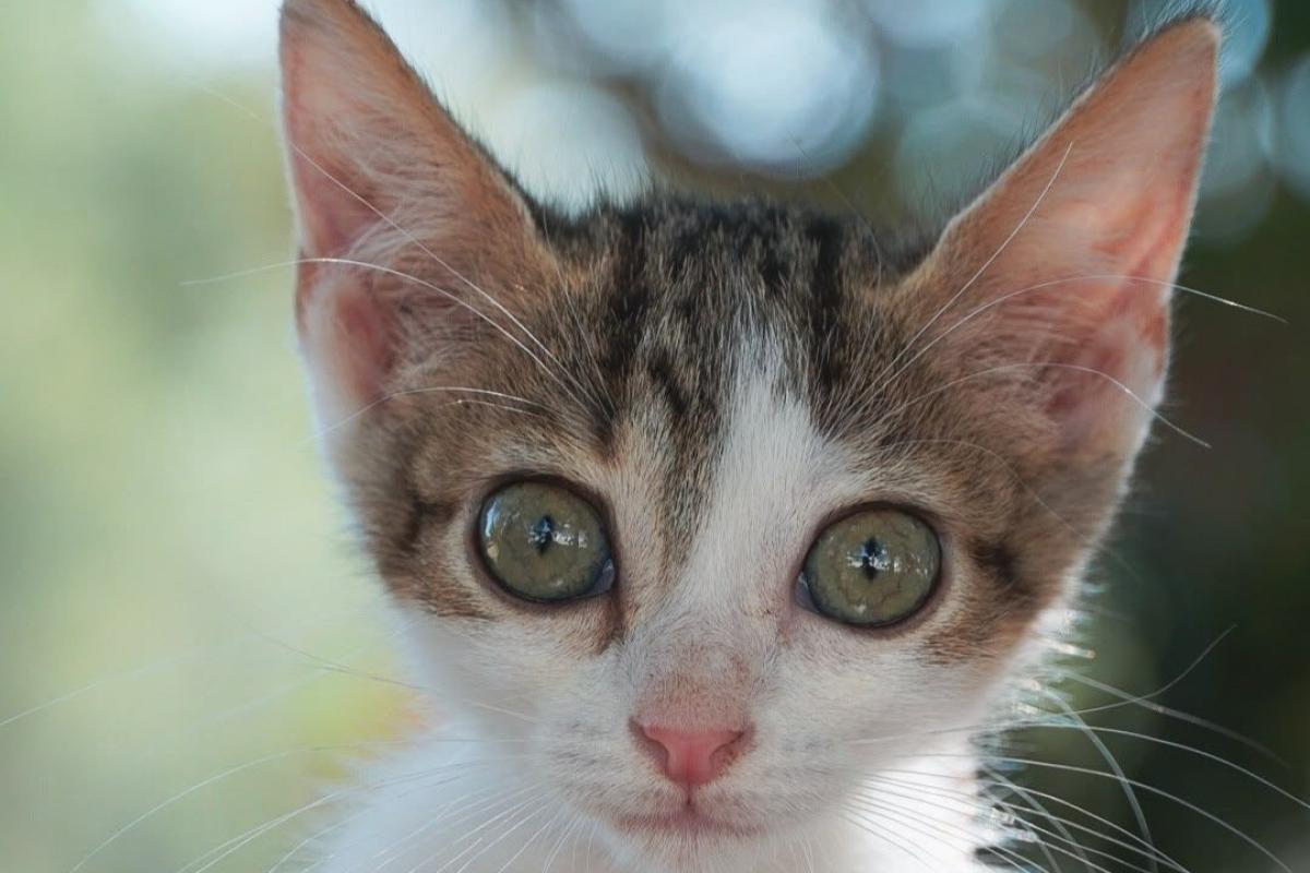 Panerola