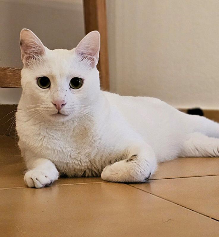 Miltos