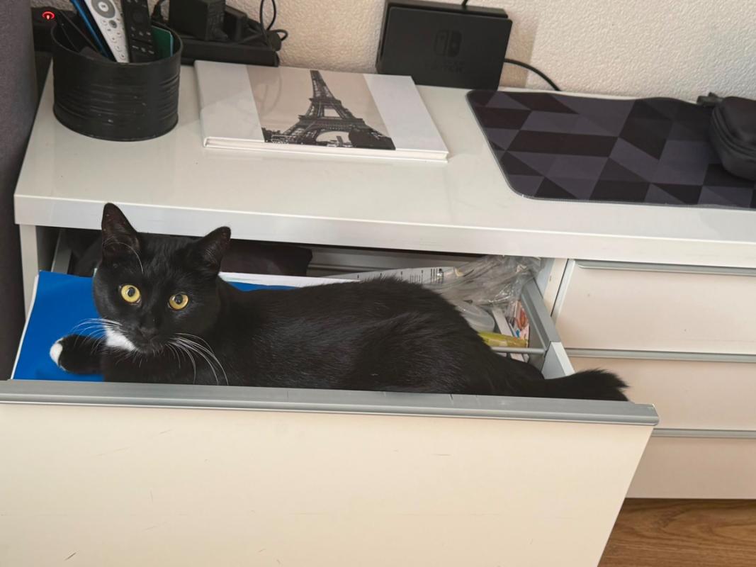 Panther