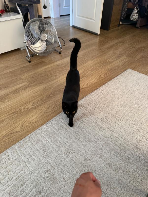 Panther