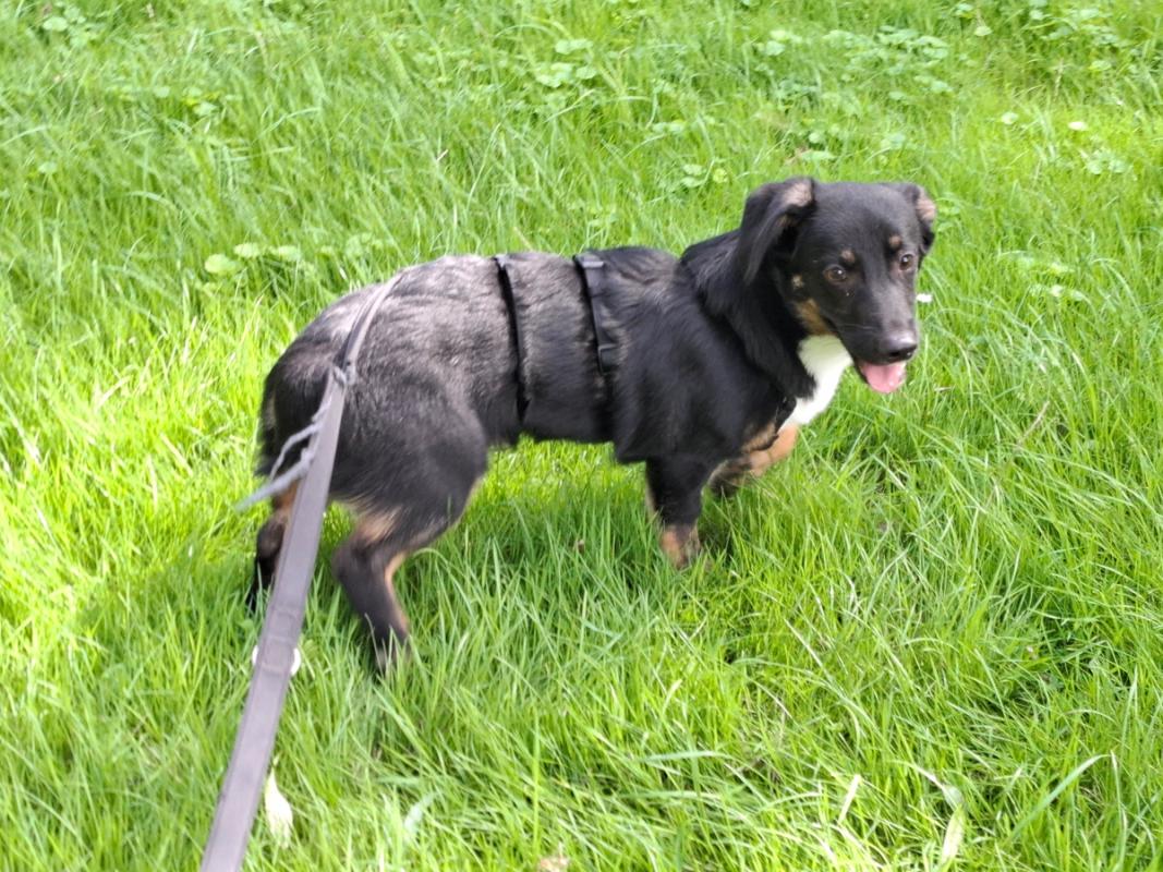 Milo