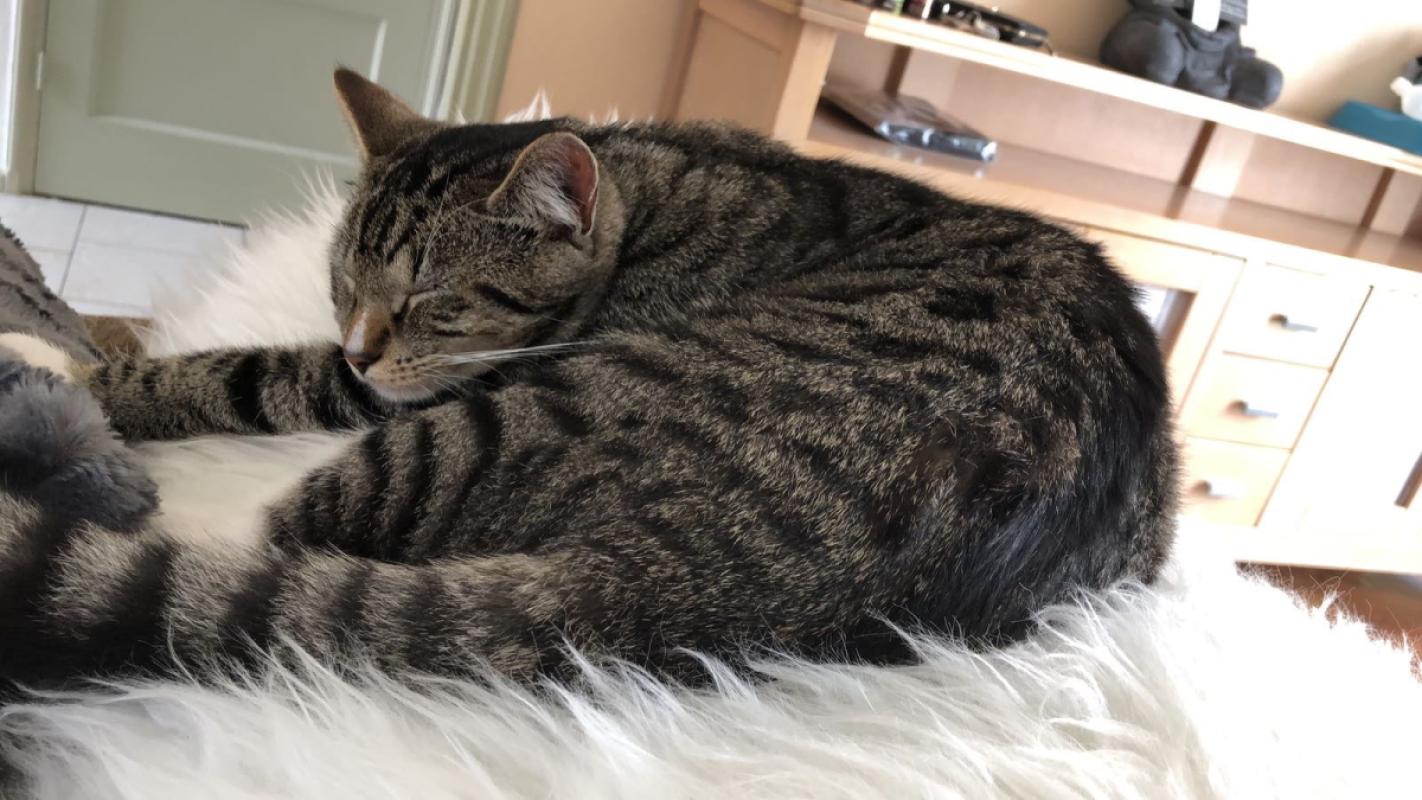 Mylo