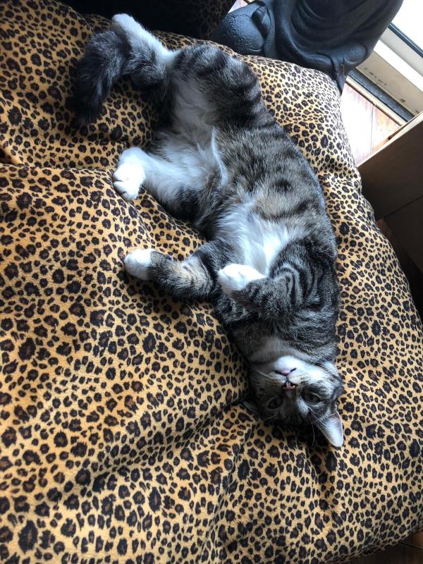 Mylo