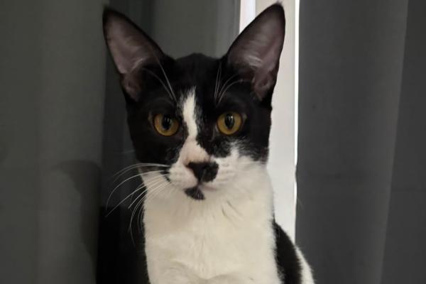 Tux