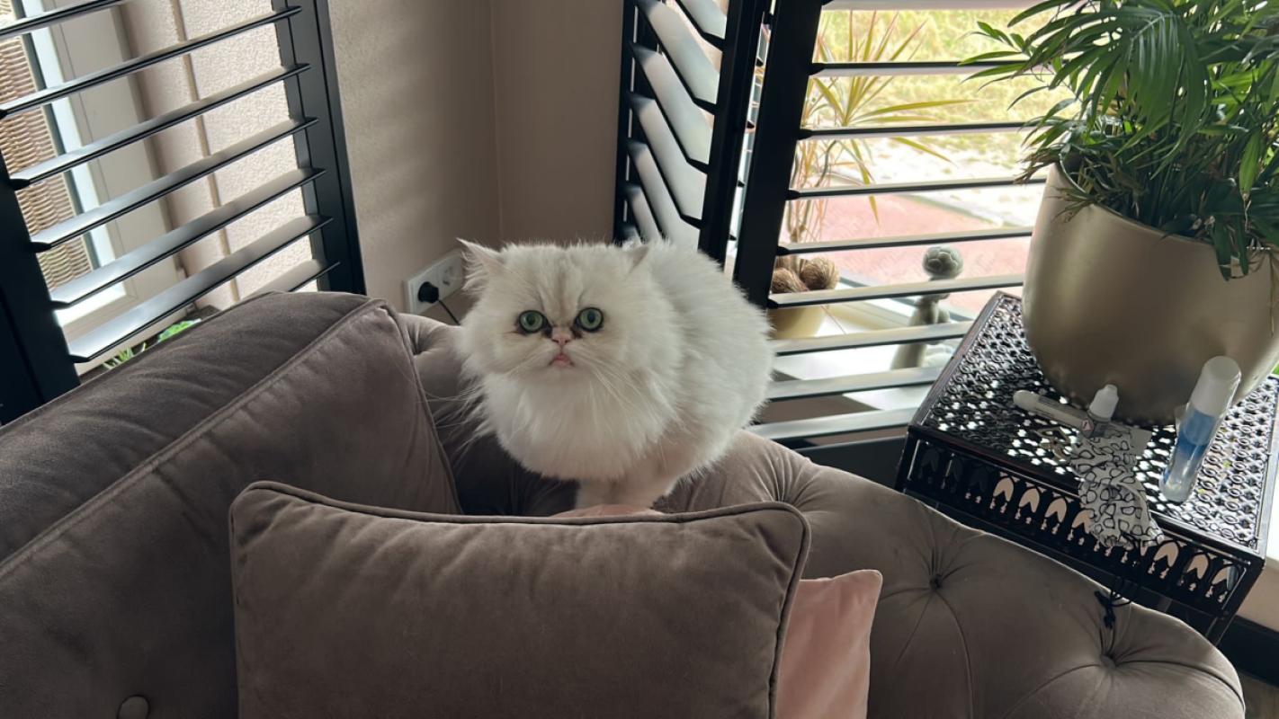 Mila