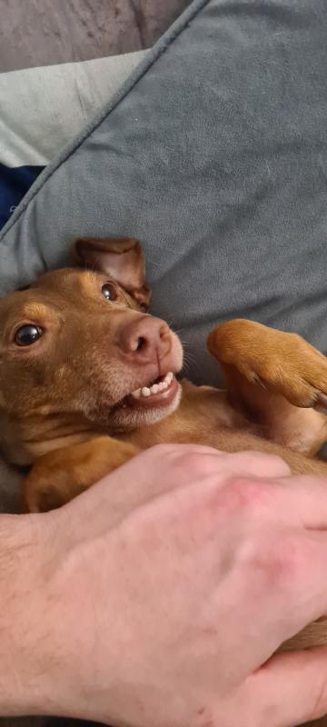 Brownie