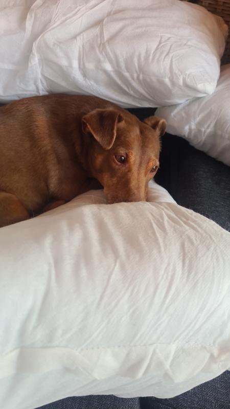 Brownie