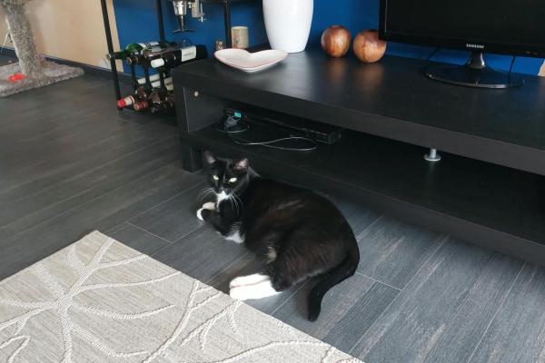 Mila