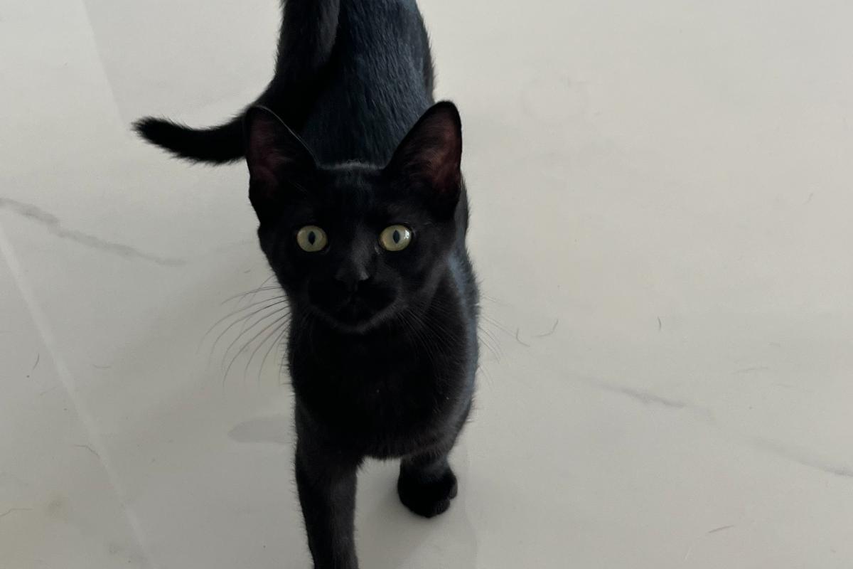 Maya