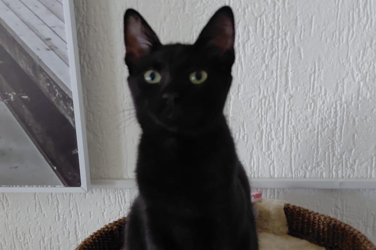 Maya