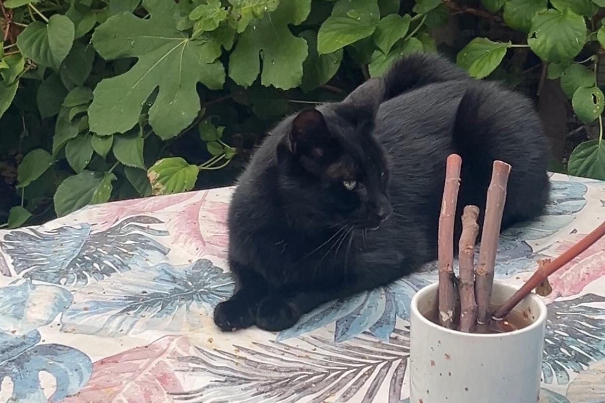Igor