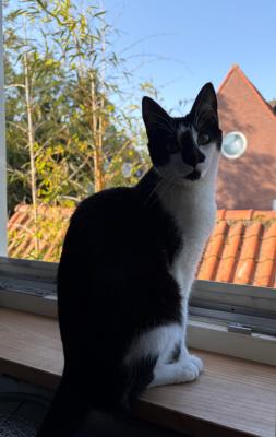 Freekje