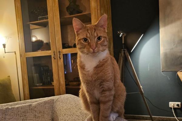 Ginger