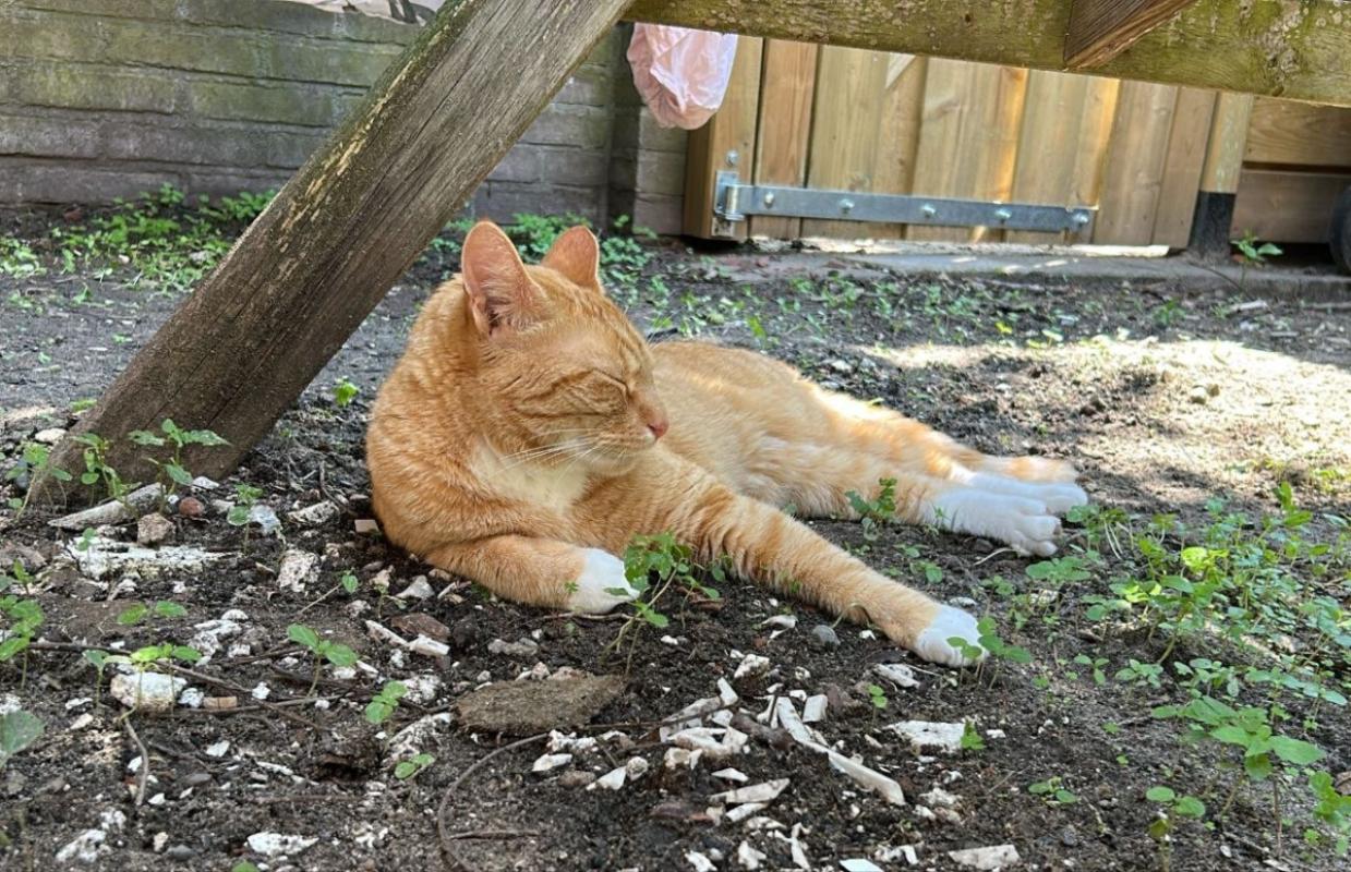 Ginger