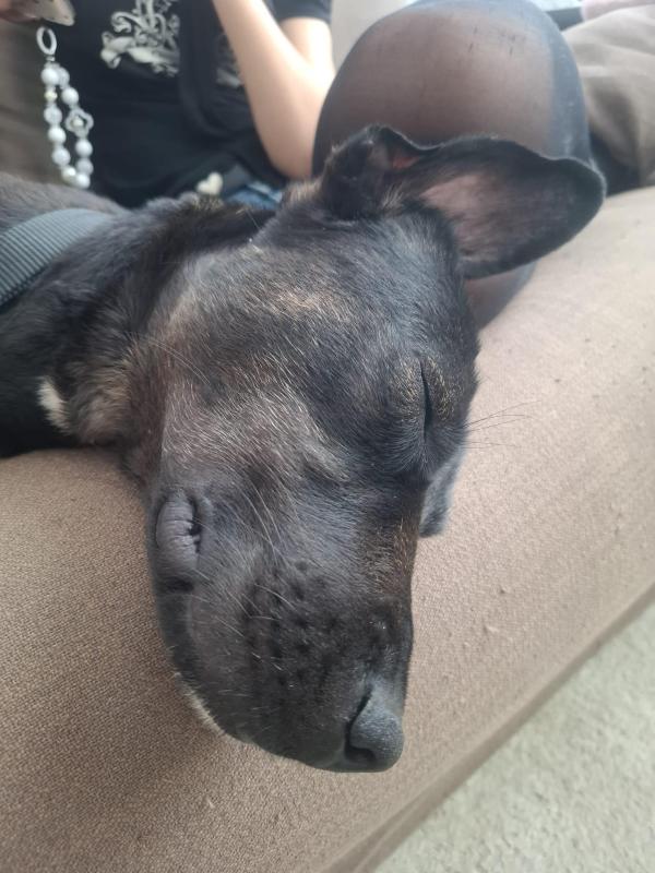 Maya