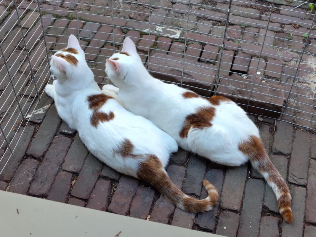 Teuntje