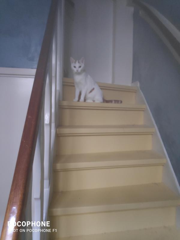 Bo