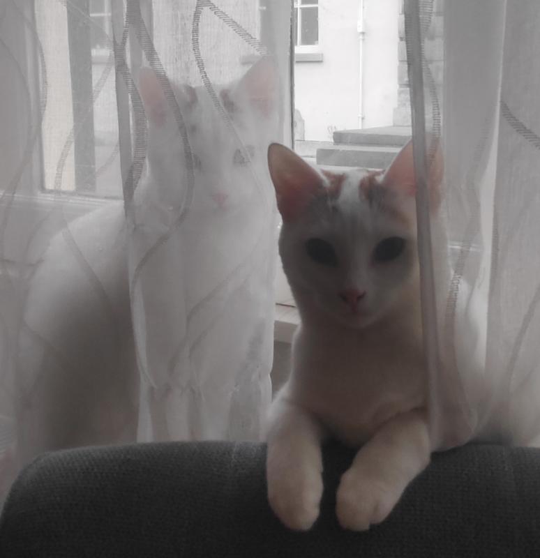 Bo