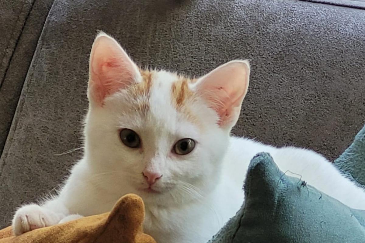 Bo