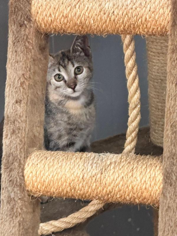 Maja