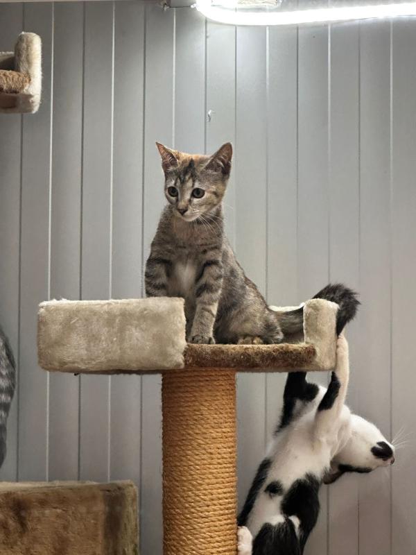 Maja