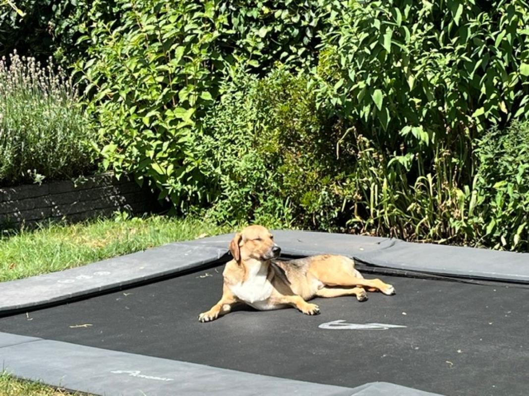 Odin