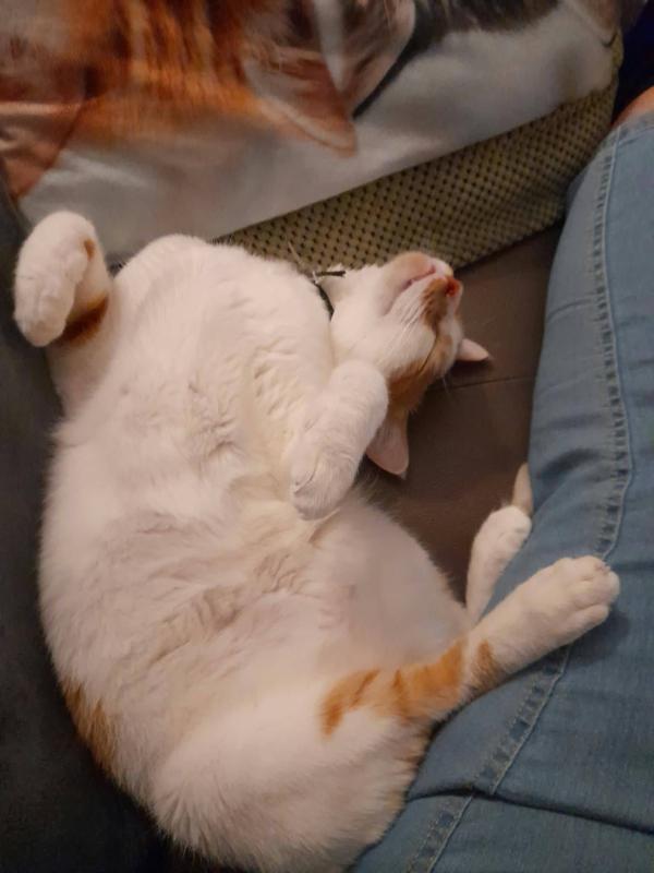 Peanut (Koko)