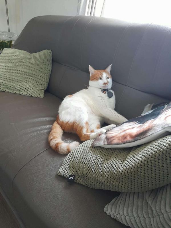 Peanut (Koko)