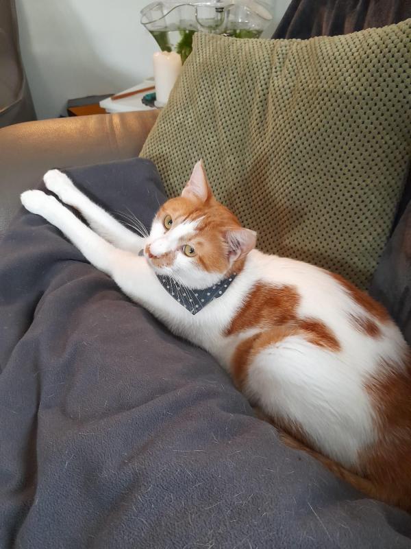 Peanut (Koko)
