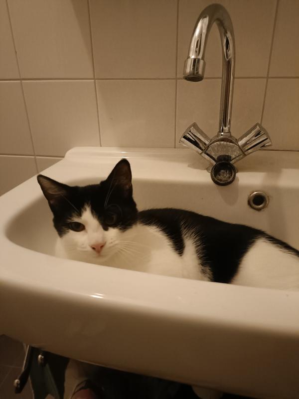 Milo