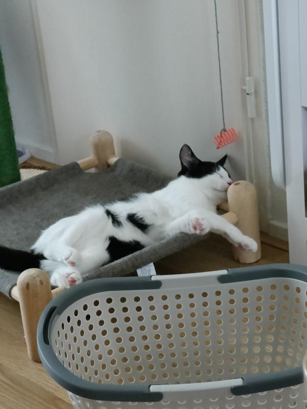 Milo