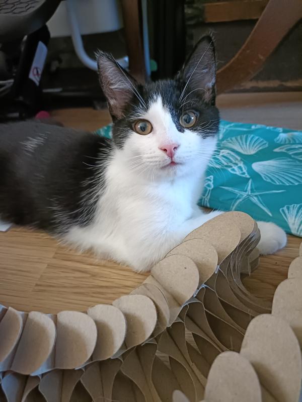 Milo
