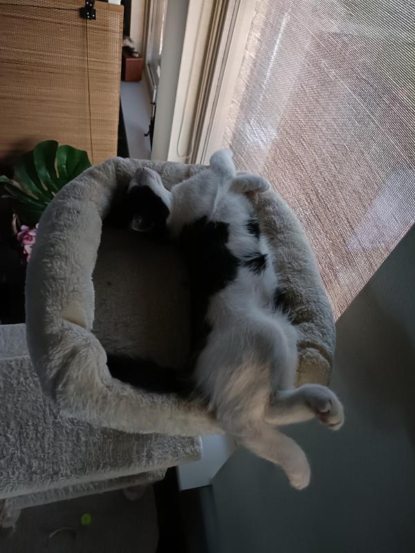 Milo