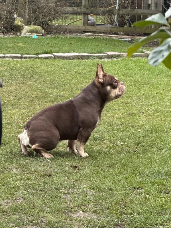 Cato