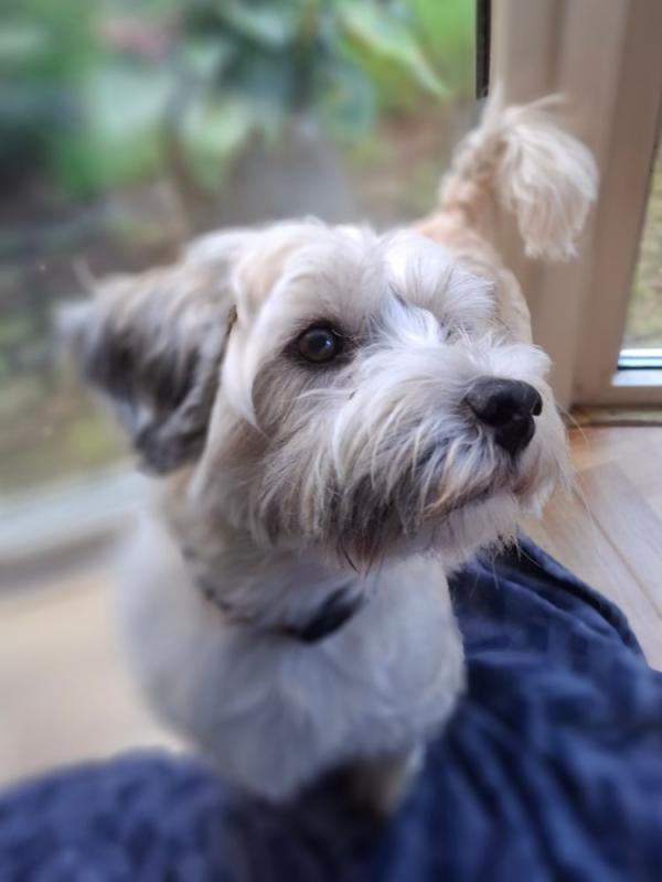 Toby