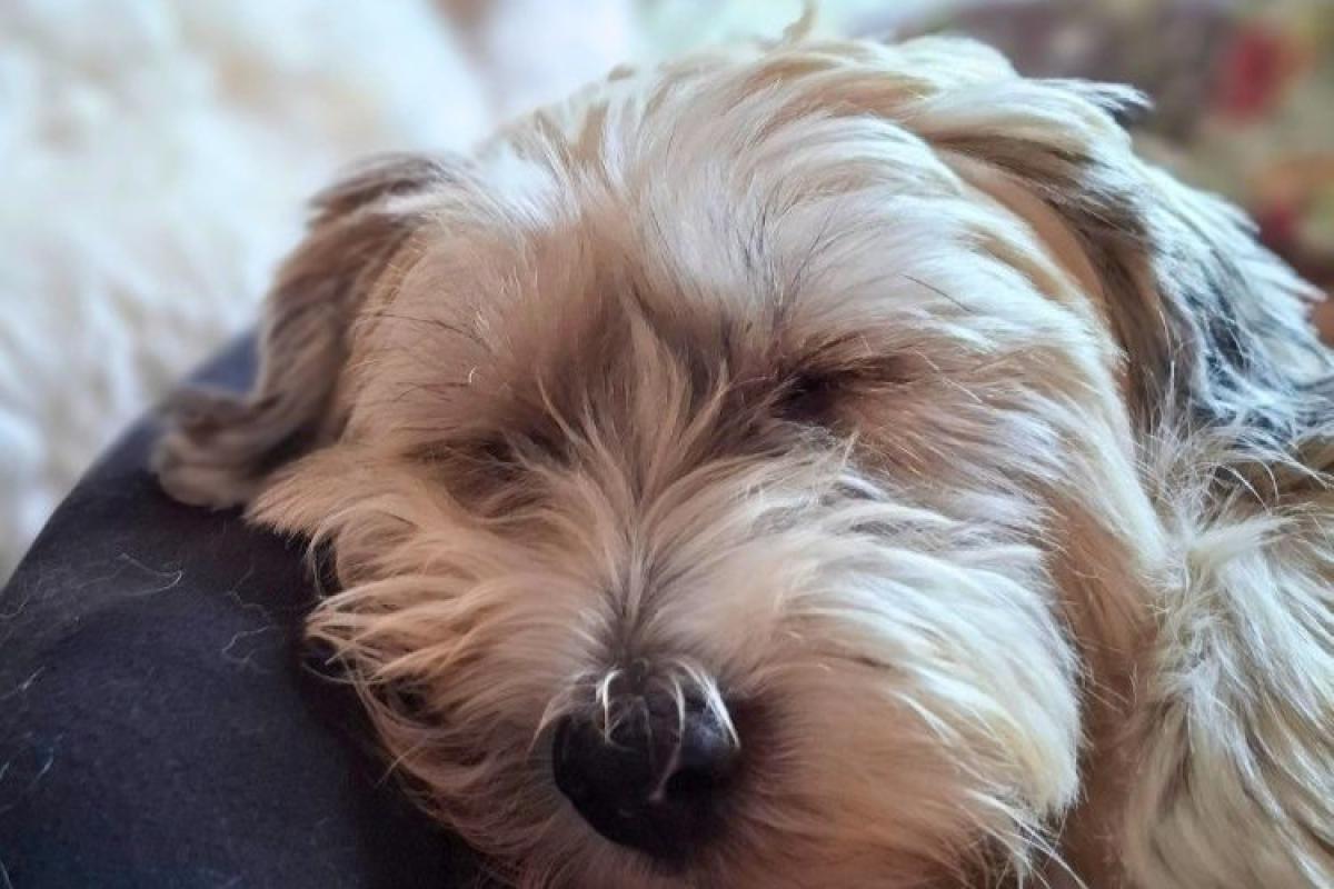 Toby