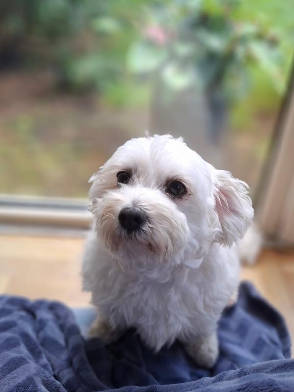Mimi