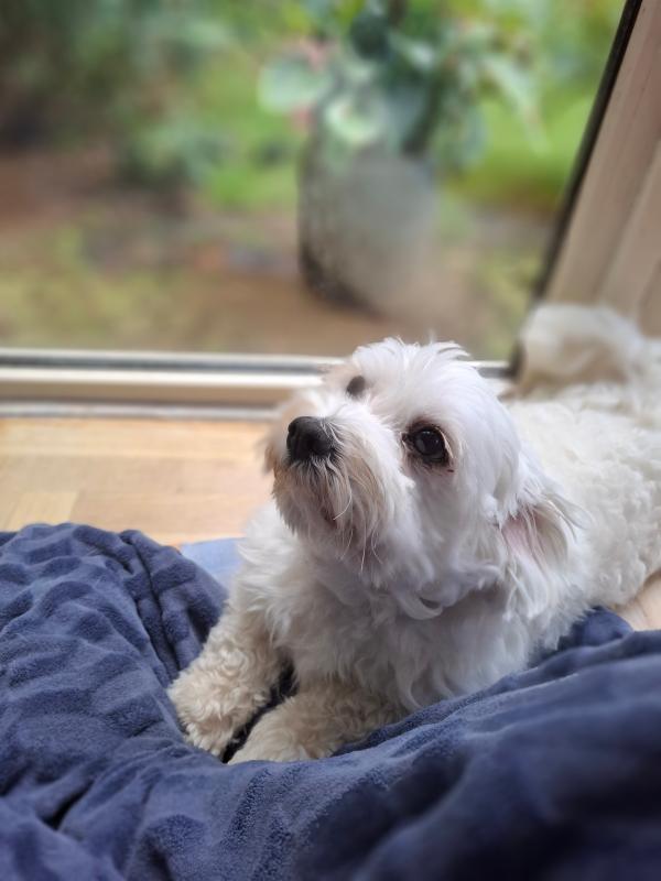 Mimi