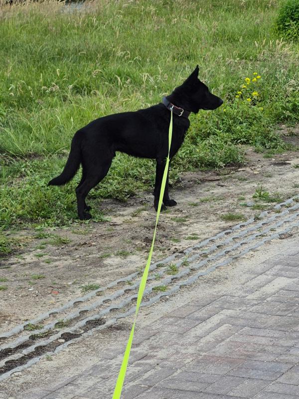 Rex