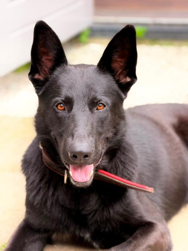 Rex